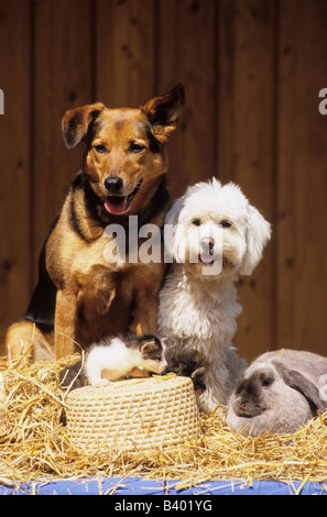 Due bastarde (Canis lupus familiaris) un gattino ed un coniglio domestico seduti insieme in paglia Foto Stock