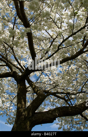 Ciliegio, Prunus sp, ciliegio bianco che riempie i rami di un albero, coltivato, guardando in alto attraverso la fioritura, aprile del Regno Unito Foto Stock