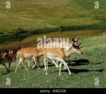 Zoologia / animali, mammifero / di mammifero, cervi, daini, (Cervus dama), allevamento di cervi, in piedi sul prato, distribuzione: Europ Foto Stock