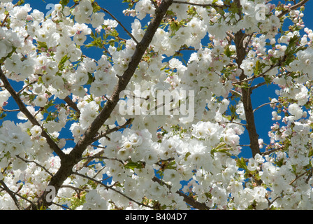 Ciliegio, Prunus sp, ciliegio bianco che riempie i rami di un albero, coltivato, guardando in alto attraverso la fioritura, aprile del Regno Unito Foto Stock