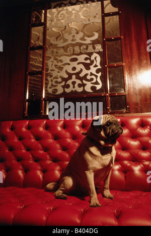 Zoologia / animali, mammifero / di mammifero, cani, (Canis lupus familiaris), Pug, 'Sir Oscar', sulla rossa di divano in pelle, cane, buff divano Foto Stock