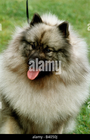 Zoologia / animali, mammifero / di mammifero, cani, (Canis lupus familiaris), Norvegese Elkhound, ritratto, lingua, ansimando, cane, anima Foto Stock