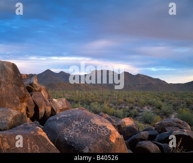 Signal Hill incisioni rupestri Parco nazionale del Saguaro Arizona USA Foto Stock