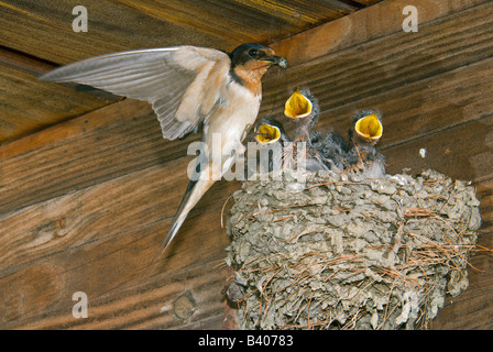 Madre Barn Swallow Hirundo rustica alimentazione di nidiacei E USA, da George e Stewart/Dembinsky Foto Assoc Foto Stock