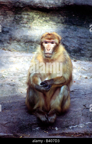 Zoologia / animali, mammifero / di mammifero, scimmie, Barbary Macaque, (Macaca sylvanus), seduta sul terreno, distribuzione: Northern Af Foto Stock