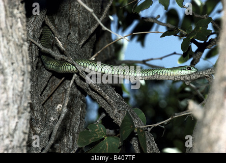 Zoologia / Animali, rettili lumache, Boomslang, (dispholidus typus typus), in mopane tree, Kamanjab, Namibia, Africa Foto Stock