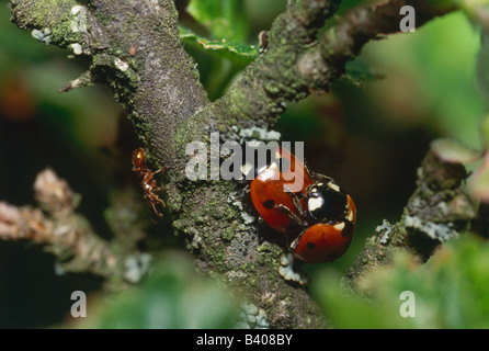 Zoologia / animali, insetti coleotteri, coccinelle, sevenspot coccinella, (Coccinella septempunctata) di accoppiamento sul ramo, distribuzione: Foto Stock