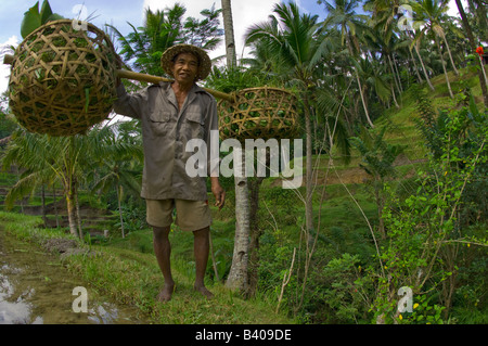 Un agricoltore di raccolti di riso in terrazze di riso di Ubud Bali Foto Stock