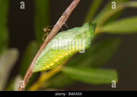 Il vecchio mondo a coda di rondine Papilio machaon bairdii Foto Stock