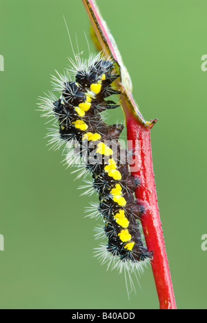 Cottonwood Dagger Moth Larva Acronicta lepusculina Eastern USA, by Skip Moody/Dembinsky Photo Assoc Foto Stock