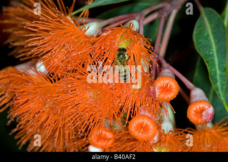 Il miele europeo bee o Western miele delle api (Apis mellifera) raccolgono nettare dalla fioritura di eucalipto (GUM) alberi, Australia. Foto Stock