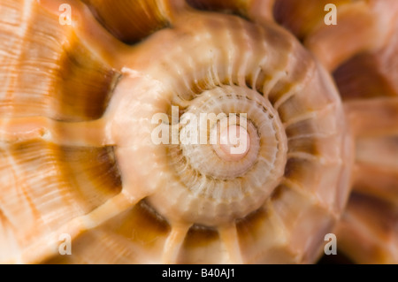 Chiusura del guscio di dettaglio a spirale Foto Stock