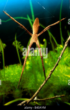 Femmina di net-casting spider (Deinopis subrufa), noto anche come l'Orco-di fronte spider, Nuovo Galles del Sud, Australia Foto Stock