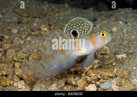 Randall s gamberetto ghiozzo Amblyeleotris randalli fotografato nello stretto di Lembeh Indonesia Foto Stock