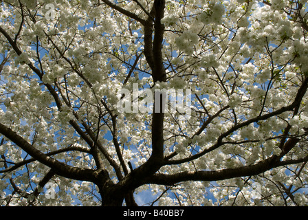 Cherry Prunus sp fiore coltivate Hampshire REGNO UNITO Aprile Foto Stock