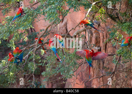 Wild non captive non abituare il rosso e il verde Macaws in un lavandino foro nel Mato Grosso do Sul in Brasile Foto Stock