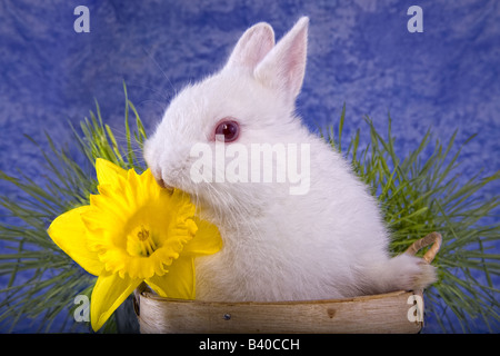 White Netherland Dwarf bunny coniglio in moggio con giallo daffodil fiore ed erba verde blu sullo sfondo del cielo Foto Stock