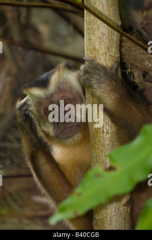 Marrone scimmia cappuccino Cebus apella nel Mato Grosso do Sul in Brasile Foto Stock