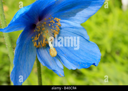 Fiore di colore blu di papavero himalayana Meconopsis x sheldonii Foto Stock