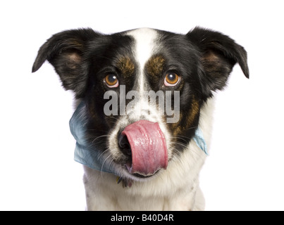 Adorabili Border Collie mix cane indossando bandana blu isolato su sfondo bianco Foto Stock