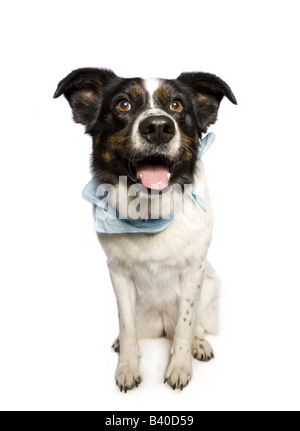 Adorabili Border Collie mix cane indossando bandana blu isolato su sfondo bianco Foto Stock