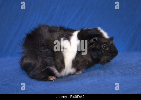 Carino in bianco e nero abissino di cavia o Cavy su sfondo blu Foto Stock