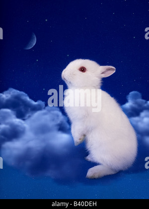 Netherland Dwarf bunny coniglio nel cielo notturno sulle nuvole guardando la luna su sfondo blu Foto Stock