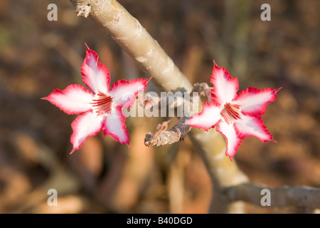 Giglio Impala, Adenium obesum o Adenium multiflorum, Cascate Vittoria Livingstone Zambia Africa Foto Stock
