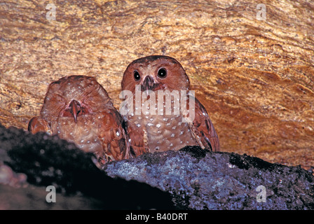 Oilbird Steatornis caripensis Trinidad WEST INDIES Febbraio adulti in grotta cascata roost Steatornithidae Foto Stock