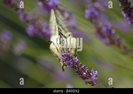 La scarsa coda forcuta butterfly si trova nei giardini, campi e boschi aperti. Qui si vede in fiori di lavanda in Provenza. Foto Stock