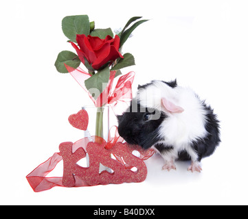 Carino in bianco e nero Valentine cavia o Cavy con rosa rossa in un vaso e un bacio Foto Stock