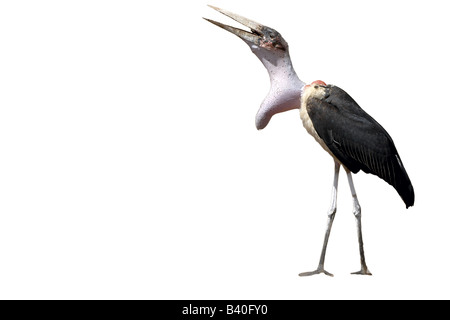 Leptoptilos crumeniferus Marabou store uccello Foto Stock