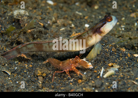 Unidentified gamberetto ghiozzo Amblyeleotris sp e gamberetti nello stretto di Lembeh Indonesia Foto Stock