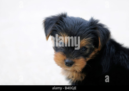 A sei settimane di età Yorkshire Terrier cucciolo Foto Stock