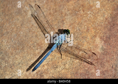 Un maschio Pondhawk orientale dragonfly in appoggio su di una pietra Foto Stock