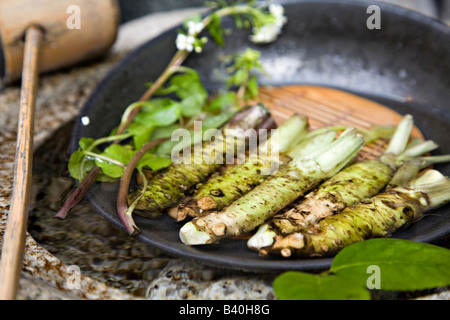 Fresh wasabi radici su display Izushi in Giappone Foto Stock