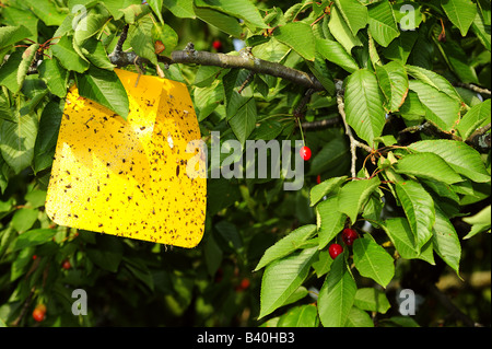 Trappola per il ciliegio europeo Mosca della frutta Foto Stock