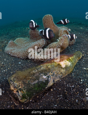 A doppio spiovente Anemonefish Amphiprion polymnus a guardia di una frizione di colore arancione rossastro uova depositate su una vecchia bottiglia in vetro Foto Stock