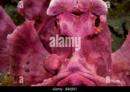 Lembo di pagaia Scorfani Rhinopias eschmeyeri Fotografata nello stretto di Lembeh Indonesia Foto Stock