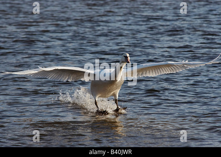 Colpo di battenti cigno - Messa a terra - splashdown Foto Stock