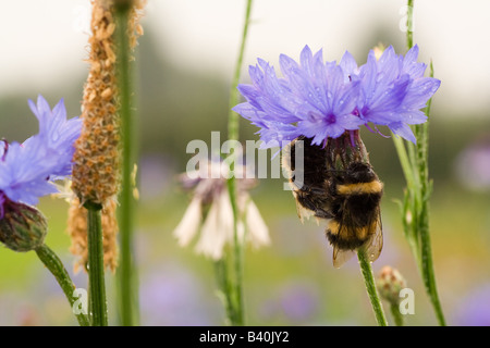 I bombi si ripara dalla pioggia Foto Stock