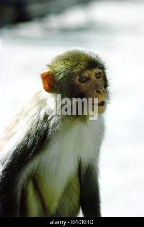 Zoologia / animali, mammifero / di mammifero, scimmie, di Gee Golden Langur, (Trachypithecus geei), nella zona del tempio, Kathmandu, (Nepal), Foto Stock