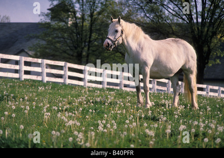 Incinta White Horse di tarassaco riempito Paddock presso il Kentucky Horse Park Fayette County Kentucky Foto Stock