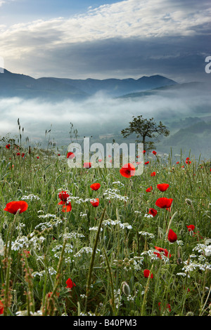 Un campo di papavero in Valnerina vicino a Preci con le montagne del Parco Nazionale dei Monti Sibillini allevamento sopra, Umbria, Italia Foto Stock