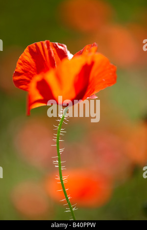 Un papavero, Umbria, Italia Foto Stock