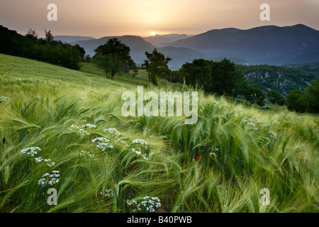 Alba in un campo di orzo che si affaccia sulla Valnerina vicino a Meggiano, Umbria, Italia Foto Stock
