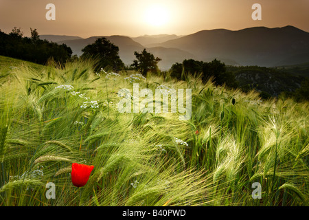 Alba in un campo di orzo che si affaccia sulla Valnerina vicino a Meggiano, Umbria, Italia Foto Stock