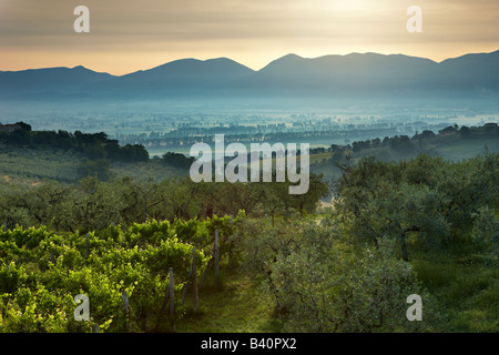 Una vigna che si affaccia sulla Val di Spoleto vicino a Montefalco in Umbria, Italia Foto Stock
