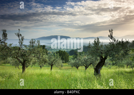 Un uliveto vicino a Montefalco in Umbria, Italia Foto Stock
