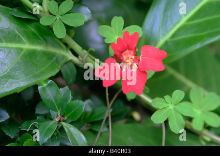 Close up il fiore scarlatto di Tropaeolum speciosum, accattivanti pianta rampicante per giardini Foto Stock